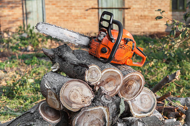 Tree Removal for Businesses in Dana, NC